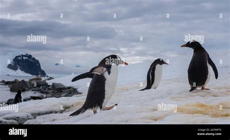 Crowded gentoo penguin breeding colonies (rookeries) on rocky outcrops surrounded by stuuning ...