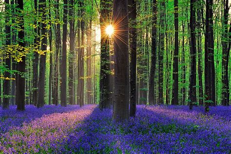 16 Stunning Photos Of The Blue Forest In Belgium That Is Completely ...