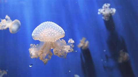 Jellyfishes Aquarium 4K Wallpapers | HD Wallpapers | ID #24494