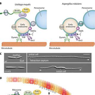 mRNA transport. (A) Scheme of MT-based transport in fungal hyphae. (B)... | Download Scientific ...