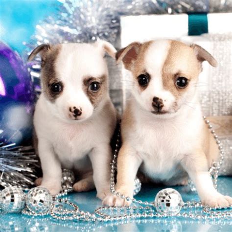 Teacup Chihuahuas - Breed Profile & Information