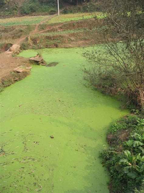 Gulf Of Mexico Algae Bloom 2024 - Edin Aeriela