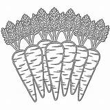 Lindas zanahorias Para Colorear Imprimir E Dibujar – ColoringLib sketch template