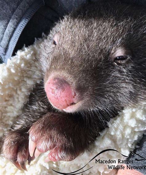 Orphaned Baby Wombat Finds The Kindest People To Help - The Dodo