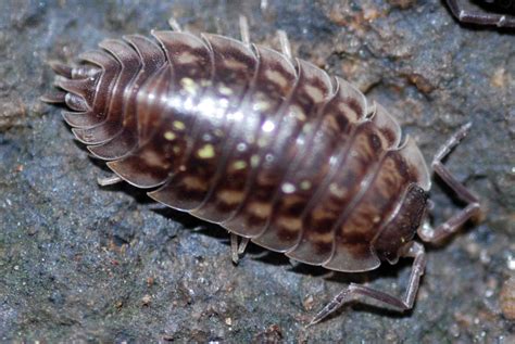 Woodlice - REDDISH VALE COUNTRY PARK