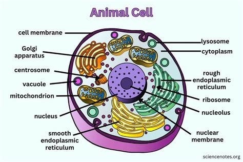 Animal Cell - Diagram, Organelles, and Characteristics | Cell diagram, Animal cell drawing ...