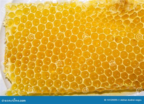 Honey Comb Close-up Stock Photo | CartoonDealer.com #36576906