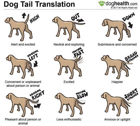 dog info,dog care,dog stuff,dog training #dogstuff | Dog body language ...