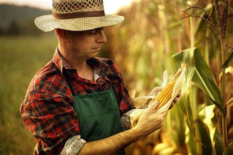 11 Tips to Improve Your Corn Harvest For Massive Yields