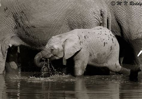 Baby Elephant drinking water | Wildlife photography, Elephant, Wildlife