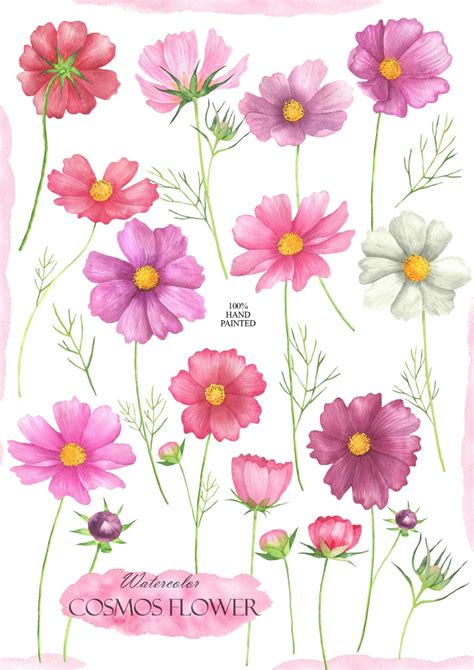 Watercolor Cosmos Flowers Clipart Pink Flower Clip Art - Etsy | Flower ...