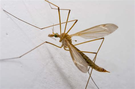 Crane Fly (Tipula Paludosa) - Identification, Pictures and Facts