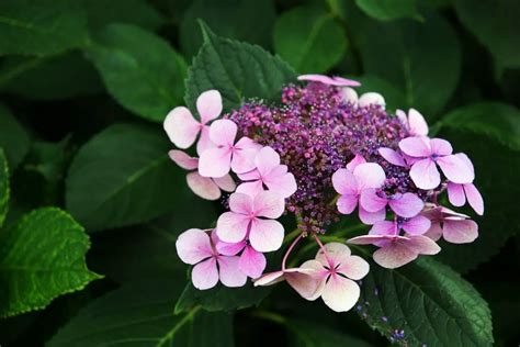 Mountain Hydrangea (Hydrangea Serrata): Grow and Care Tips - GrowingVale