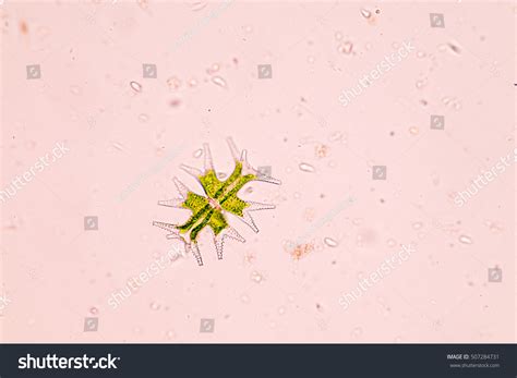 Phytoplankton Under Microscope Stock Photo 507284731 | Shutterstock