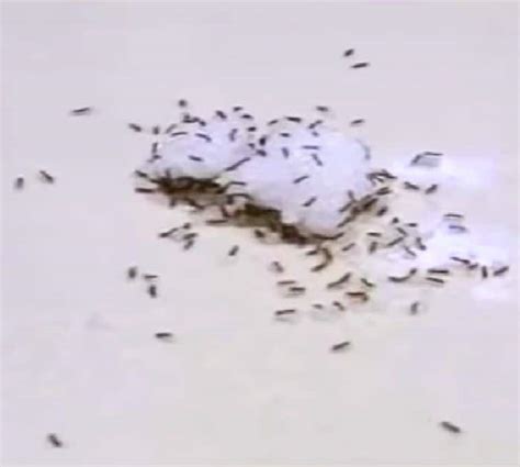 How to Find the Nest of Ants and Get Rid of Them