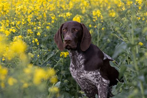 German Shorthaired Pointer Puppy Wallpapers - Wallpaper Cave