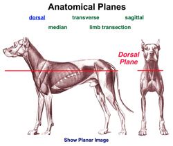 Anatomy Quiz Muscles