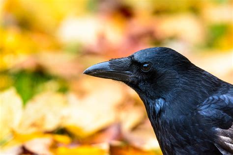 The carrion crow | The #carrion #crow is a passerine #bird o… | Flickr