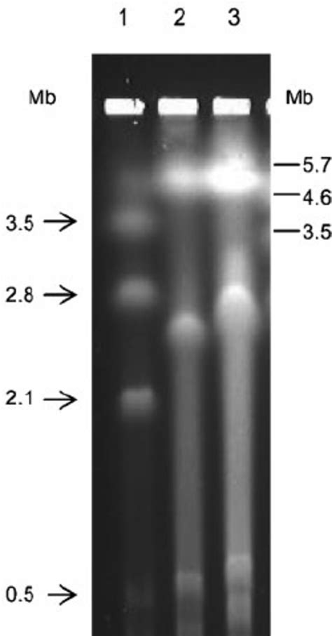 PFGE of undigested whole-genome DNA profiles. Lanes: 1, B. phymatum... | Download Scientific Diagram