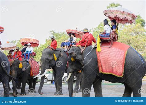 Ayutthaya Elephant Camp Thailand - December 27, 2019 Editorial Photography - Image of enjoy ...
