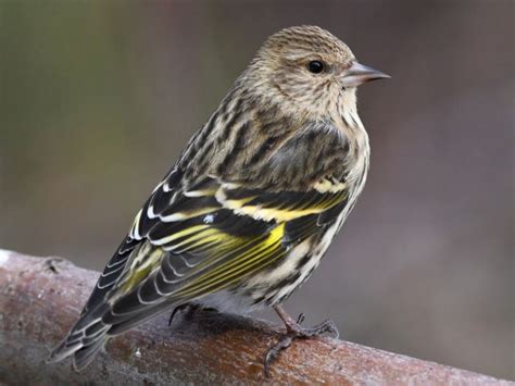 Finches In Michigan (8 Species Pictured) - Daily Birder