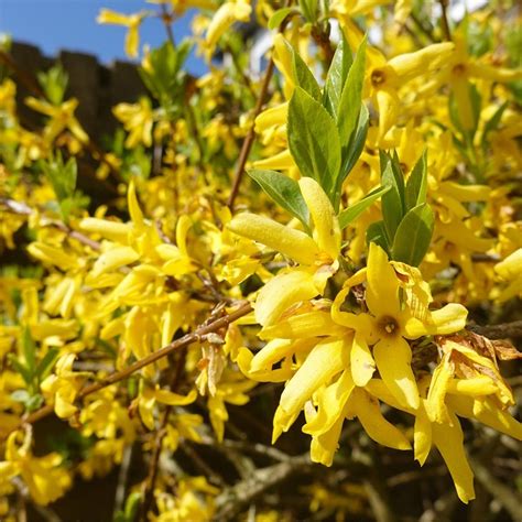 Forsythia | Hedges | Hedges Direct