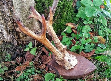 Real stag antlers roe deer antlers mounted antlers Horned | Etsy