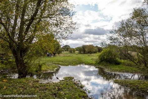 My Favourite Easy Epping Forest Walks