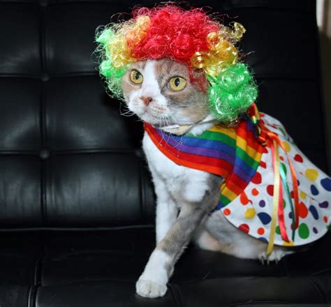 Daisy the Curly Cat: Circus Cat Attire!