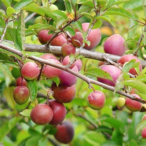 Buy Methley Plum Trees Plants & Trees Online | Pixies Gardens | Plum fruit, Plum tree, Fruit trees