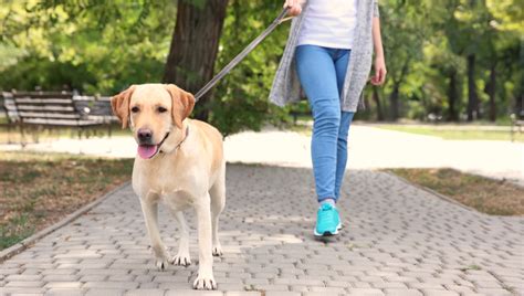 Walking My Human (Our Humans Need Exercise Too!)