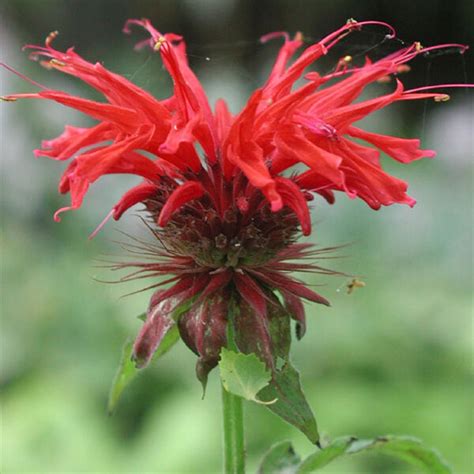 MONARDA 'CAMBRIDGE SCARLET' - Houtmeyers Plantencentrum en Boomkwekerij Laakdal