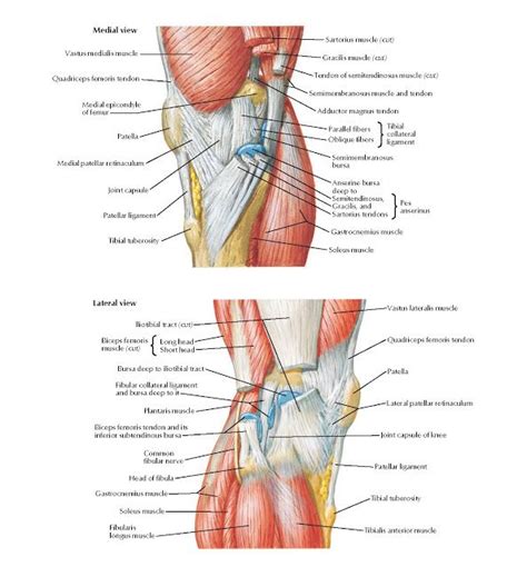 Knee: Medial and Lateral Views Anatomy Lateral view, Vastus lateralis muscle, Quadriceps femoris ...