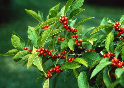 Winterberry, Ilex verticillata | Mount Auburn Cemetery Outdoor Holidays, Outdoor Holiday Decor ...