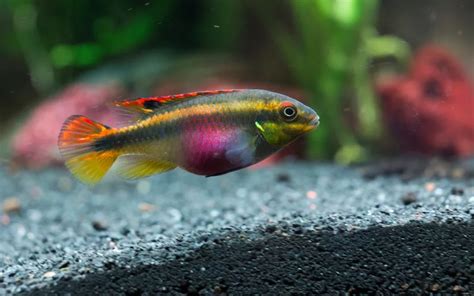 Kribensis Cichlid Care: Complete Guide for Beginners - AquariumNexus