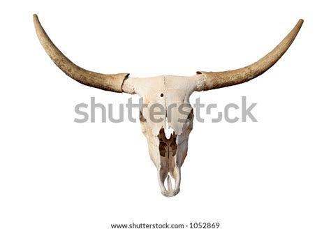 Steer Skull Isolated Closeup Longhorn Skull Stock Photo (Edit Now) 1052869