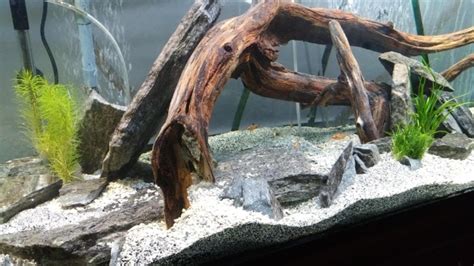 Where to Find Natural Driftwood for Your Aquarium? | AquAnswers