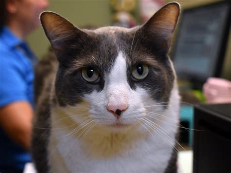 Pet of the Week | Macho the Cat | The South Pasadenan | South Pasadena News