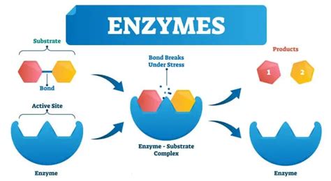 Enzymes types, function, Composition of Saliva and Properties of salivary amylase. | Science online