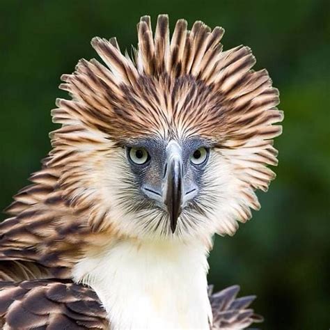 Pin de Ervin Quizon en Feathers | Águila filipina, Fauna de la selva, Aves