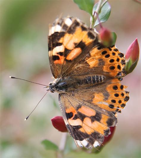 Butterfly Habitat opens at Springs Preserve — PHOTOS | Las Vegas Review-Journal