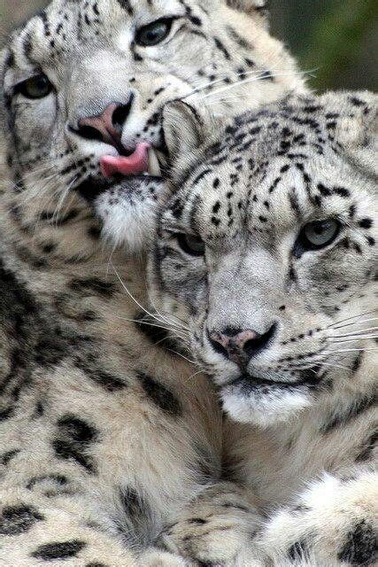 Snow leopards | Snow leopard, Big cats, Wild cats