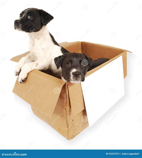 Two Puppies in a Cardboard Box. Stock Image - Image of white, soft: 9237379