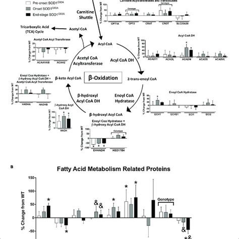 | Fatty acid metabolism. Changes in protein content of fatty acid ...