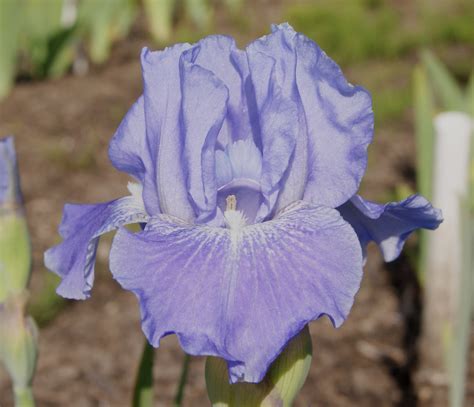 Starry Starry Sky - Iris Sisters Farm