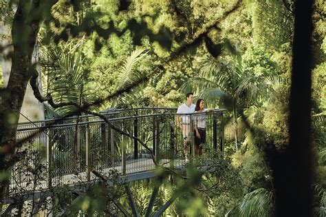 Tamborine Rainforest Skywalk, Queensland