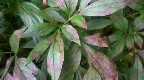 Rust Spots on Leaves – Identification, Treatment, Prevention