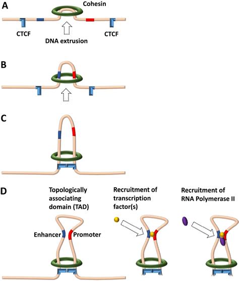 How to find genomic regions relevant for gene regulation