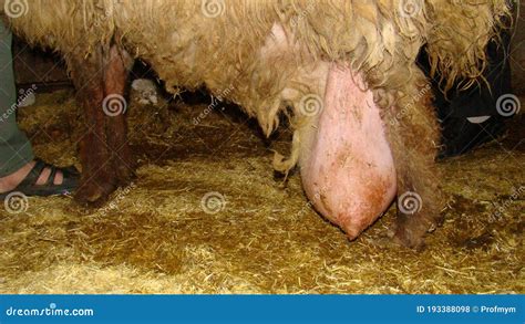 Edema After Birth | Physiological Edema Of Pregnancy | Udder Of The Ewe - Sheep Royalty-Free ...