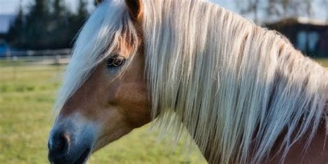 The Haflinger: All You Need To Know About This Adorable Breed – Insider Horse – Latest ...